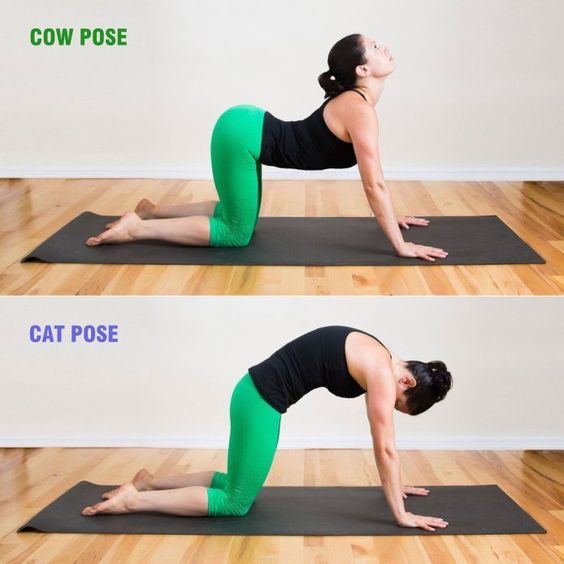 cow pose and cat pose for back pain